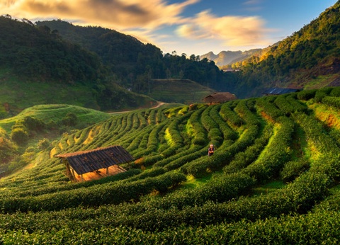 Combiné circuit et hôtel Essentiels de la Thaïlande + extension Palm Galleria - 7