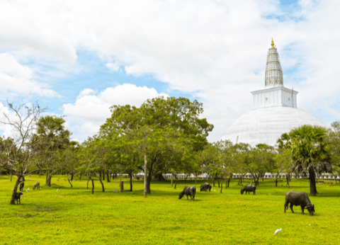 Circuit Soleil et Sérénité au Sri Lanka 4* - 3