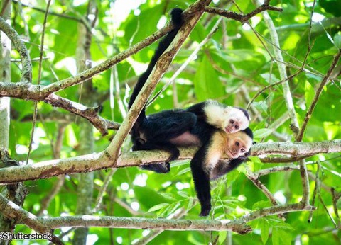 Circuit Costa Rica, où la nature prend vie sans balnéaire - 2