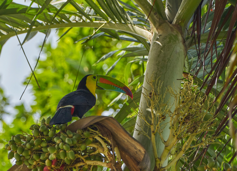 Circuit Panama Jungle Authentique - 13