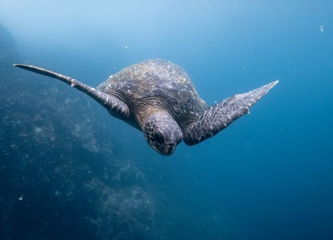 Circuit Splendeurs de l'Equateur et Séjour Galapagos - 16
