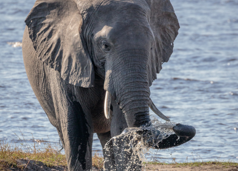 Circuit Du Parc Chobe au Cap de Bonne Espérance - 38