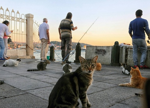 Circuit Saveurs d'Istanbul : voyage au coeur de la cuisine turque **** - 12