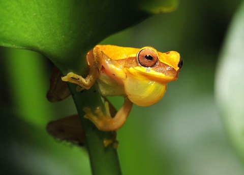 2026 - Circuit Costa Rica, où la nature prend vie - 25 personnes maximum - 2