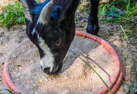 Camping Le Lac aux oiseaux - 6