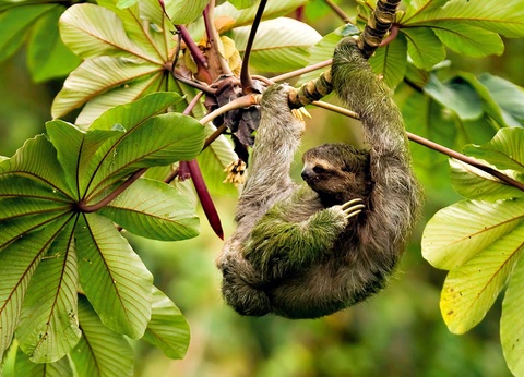 Circuit Costa Rica Nature + Extension à Tamarindo - 10