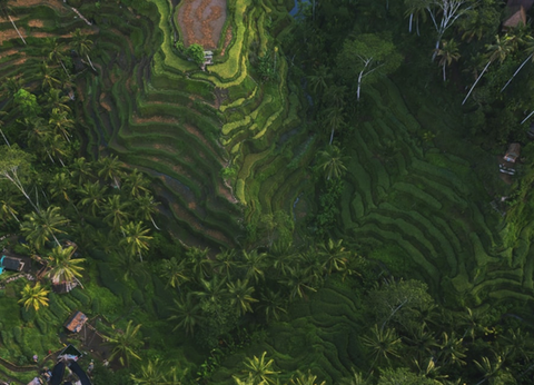 Circuit Joyaux de Bali et Munduk - 4