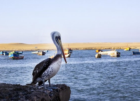 Circuit Splendeurs du Pérou et Séjour Nazca - 16