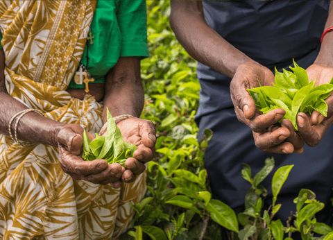 Circuit Sur la route des Epices - 10