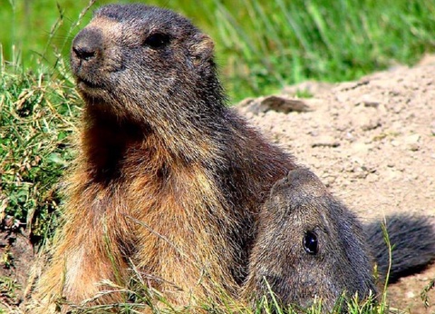 Camping l'Iscle de Prelles, 3* - 42