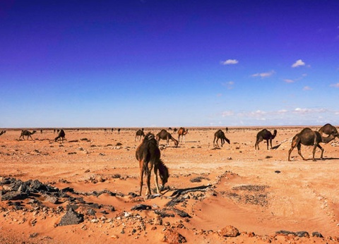 Combiné circuit et hôtel Horizons de la mer bleue et le Caire (entrée Grand musée égyptien inclus) 5* - 15