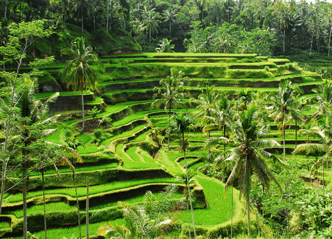 Circuit Des Mystères de Java aux Secrets de Bali - 23