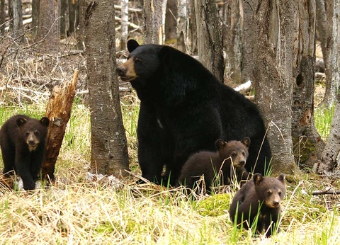 Circuit Canadavision 13 jours - 16