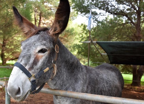 Camping Village El Bahira, 4* - 14