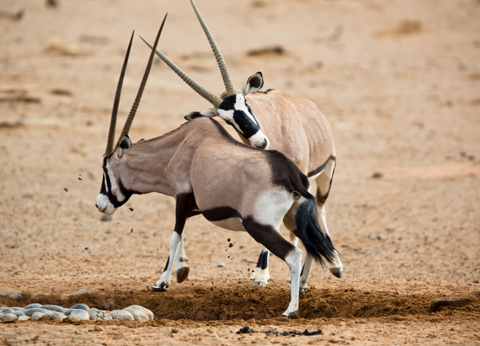 Circuit Namibie : Les plus vieux déserts du Monde **Version 2026** - 9