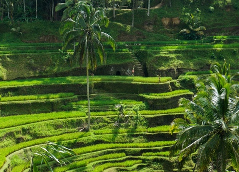 Circuit en liberté entre Bali et Gili Trawangan - 10