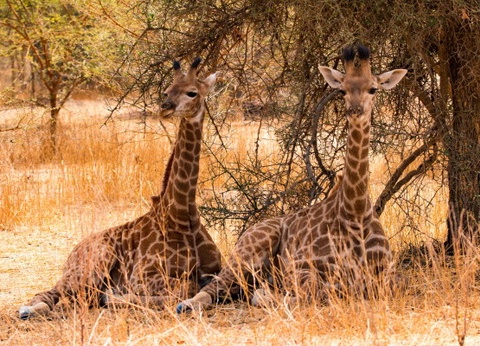 Circuit Beautés et sensations en pays Bassari *** - 8