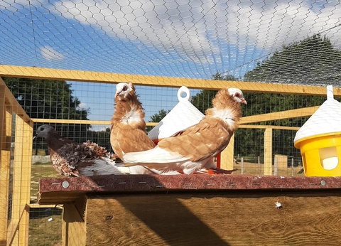 Camping Les P'tites Maisons dans la Prairie, 3* - 8