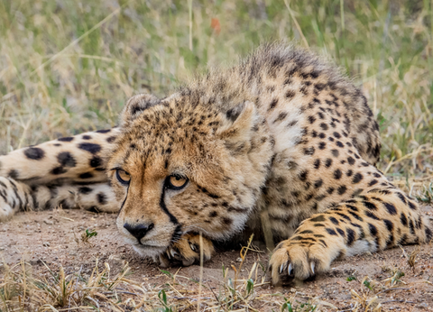 Circuit Aventures Australes, de l'Afrique du Sud au Botswana - 16