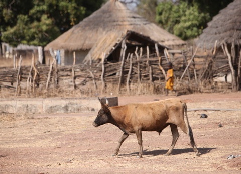 Circuit Beautés et sensations en pays Bassari *** - 3