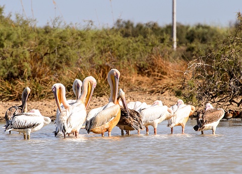 Balade Sénégalaise 3* - 10