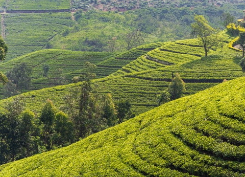 Circuit Ceylan, Perle de l'Océan Indien - 3