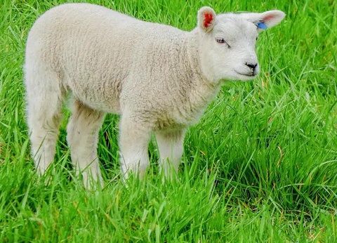 Camping Domaine de l'Ubaye, 5* - 13