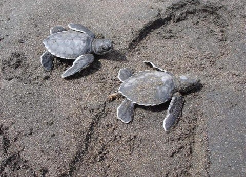 Road Trip Le Costa Rica en famille - 3