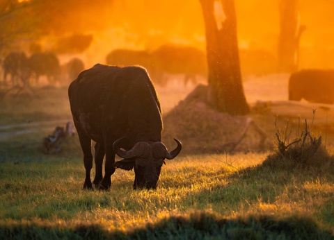 Circuit Légendes du Cap et de la savane **** - 8
