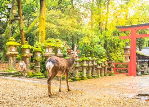 Circuit individuel: La grande traversée du Japon en 3 semaines - 15