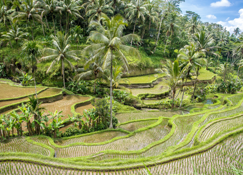Combiné De Hong Kong à la Jungle de Bali - 15
