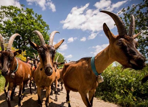 Camping Hello Soleil, 3* - 22