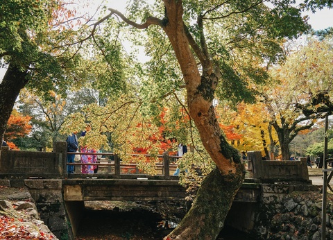 Circuit Voyage en liberté, là où naît le soleil : récit d'un Japon intemporel - 8