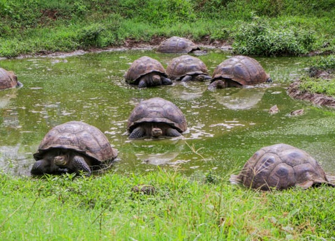 Circuit L'Équateur entre nature et authenticité + extension Galapagos (maximum 16 participants) - 20
