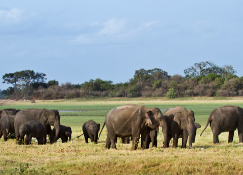 Circuit Le Royaume des Eléphants et plage en privatif - 21