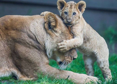 Week-end avec entrée au ZooSafari de Thoiry 4* - 15