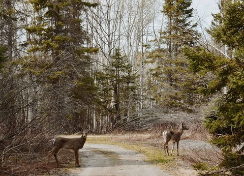 Splendeurs du Canada & Gaspésie 15J/13N - 2026 - 13