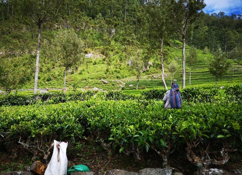 Circuit Koggala : déconnexion totale en pleine nature - 4