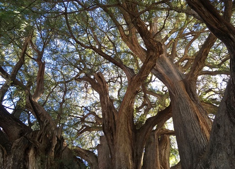 Autotour Mexico et villes coloniales - 8