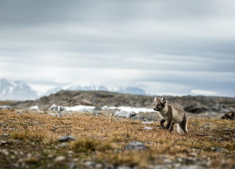 Circuit Splendeurs du Spitzberg 6 jours/ 5 nuits - 5