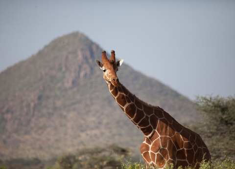 Circuit Safaris de Légende - 35