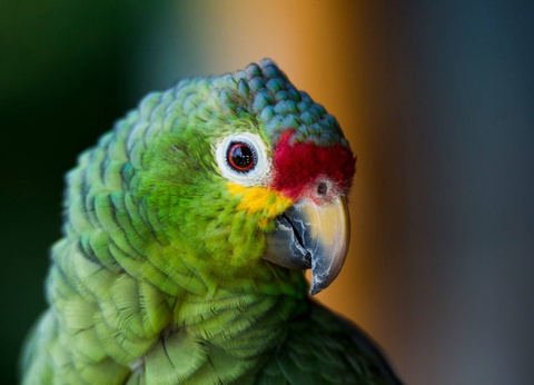 Circuit Costa Rica authentique : trek entre forêts et volcans - 9