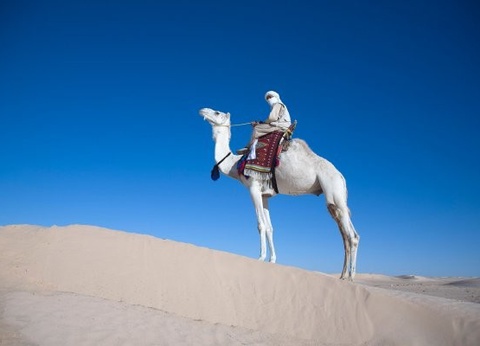 Combiné circuit et hôtel Circuit Plage au Framissima Golf Beach Djerba et désert de Tozeur **** - 21