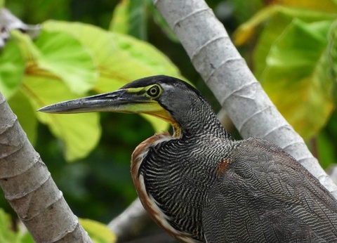 Splendeurs du Costa Rica & extension Puntarenas 13J/11N - 2026 - 7