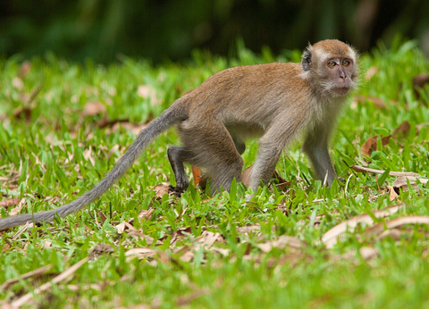 Malaisie en Liberté, Des Terres Sauvages de Taman Negara à l'île de Langkawi 4* - 2