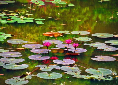 Circuit Splendeurs Insolites de Ceylan - 11