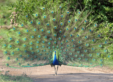 Circuit Sur la route des Epices - 9