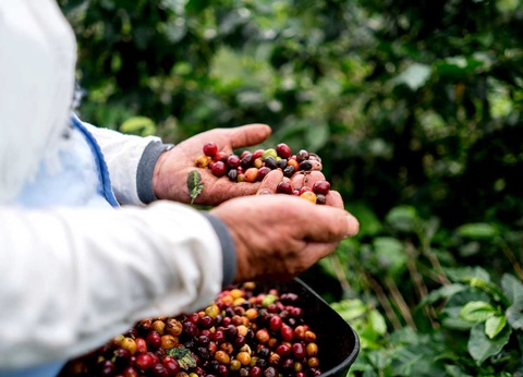 Circuit Le diamant vert - 11