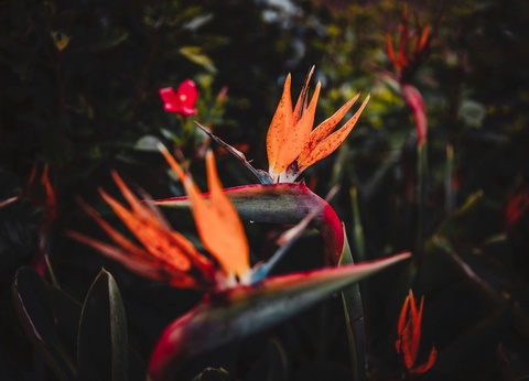 Circuit Madère sauvage : chemins d'eau et crêtes vertigineuse *** - 3