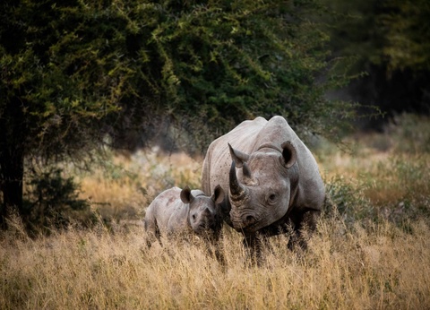 Circuit Légendes du Cap et de la savane **** - 4